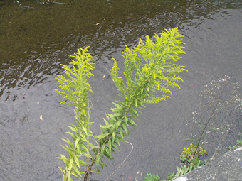 セイタカアワダチソウ1