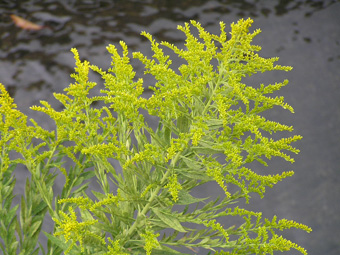 セイタカアワダチソウ2