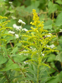 セイタカアワダチソウ1