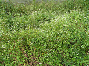 シャクチリソバ1