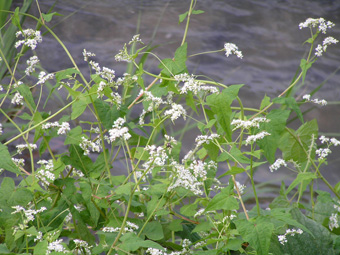 シャクチリソバ2