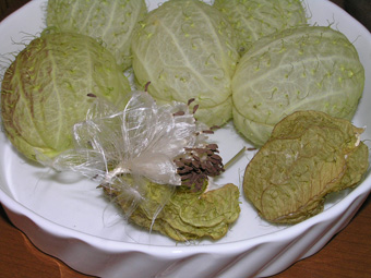 フウセントウワタ1