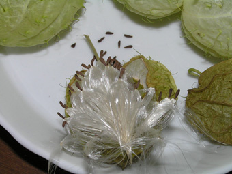 フウセントウワタ2