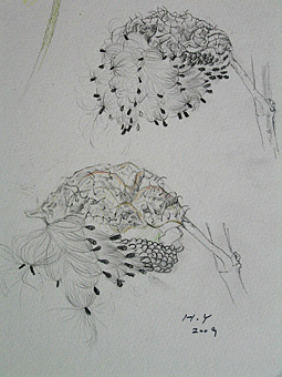 スケッチ＿フウセントウワタ