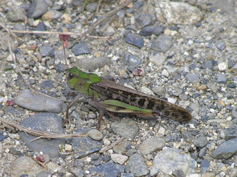 トノサマバッタ