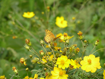 ツマグロヒョウモン1