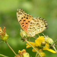 ツマグロヒョウモン2