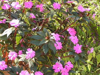 インパチェンス1