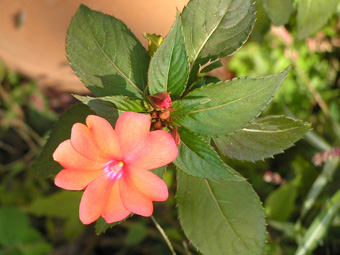 インパチェンス2