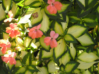 インパチェンス3