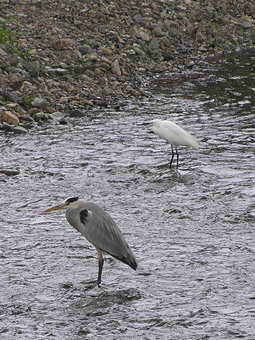 アオサギとコサギ