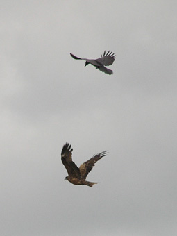 トビとカラス1