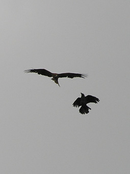 トビとカラス2