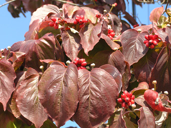 アメリカヤマボウシ1