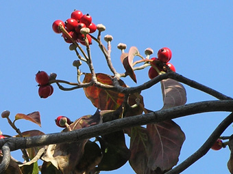 アメリカヤマボウシ2