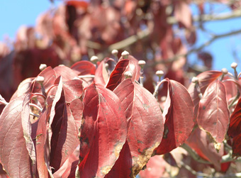 アメリカヤマボウシ3