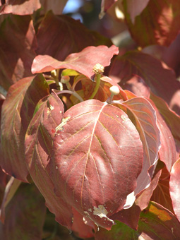 アメリカヤマボウシ4