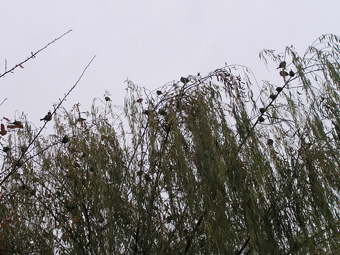 ヤナギとスズメ