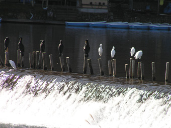 カワウとコサギ