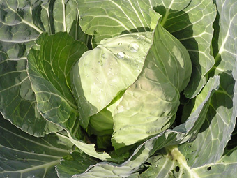 キャベツ1
