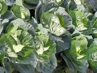 キャベツ2