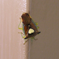 エサキモンキツノカメムシ