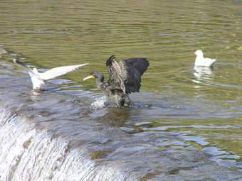 カワウとユリカモメ1