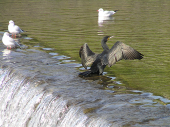 カワウとユリカモメ2