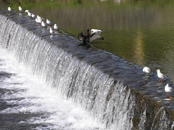 カワウとユリカモメ3