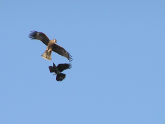 トビとカラス
