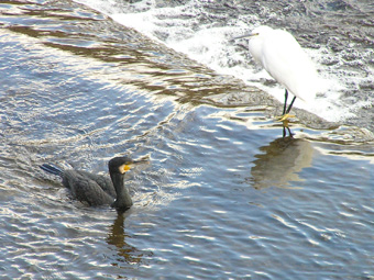 ウとコサギ