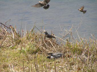 ムクドリ・カモ・スズメ