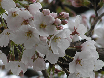 桜3