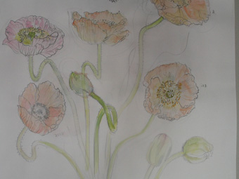 ポピー_スケッチ