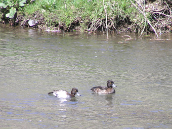 キンクロハジロ1