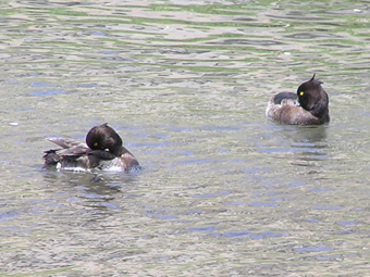 キンクロハジロ2