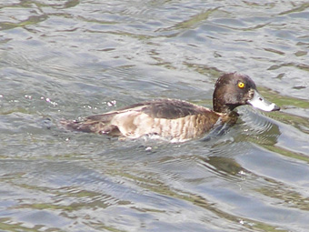 キンクロハジロ3