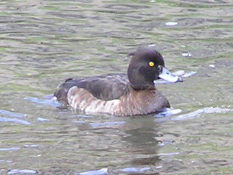 キンクロハジロ4