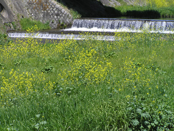 セイヨウカラシナ1