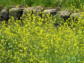 セイヨウカラシナ2