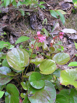 オオイワカガミ1