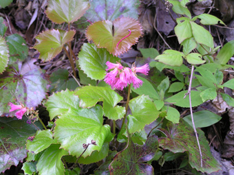 オオイワカガミ2