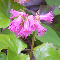 オオイワカガミ3