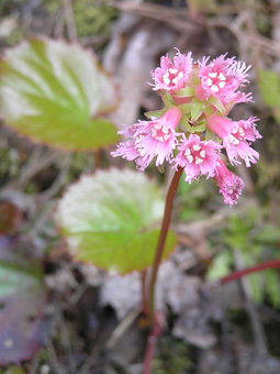 オオイワカガミ4