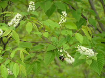 ウワミズザクラ1