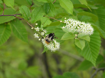 ウワミズザクラ2