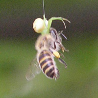 クモとハチ2