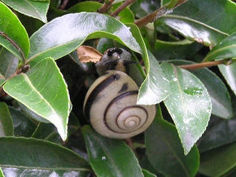 カタツムリ