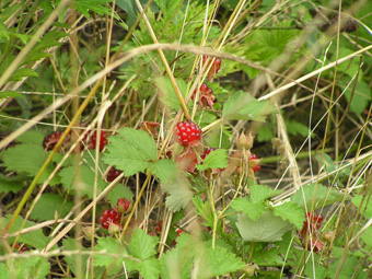 ナワシロイチゴ1