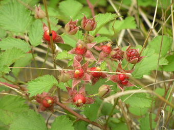 ナワシロイチゴ2